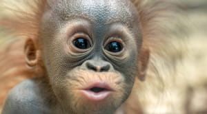 baby monkey